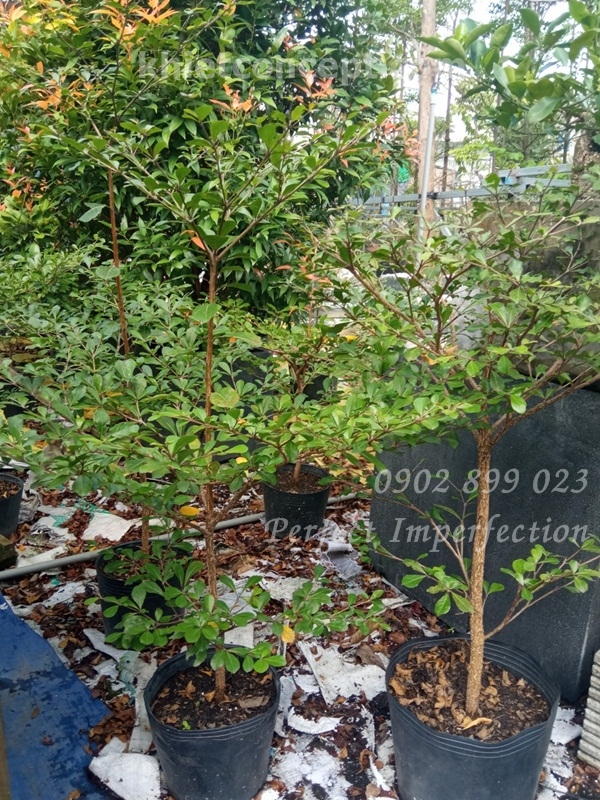 Cây bàng Đài Loan trồng trong nhà