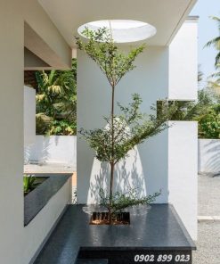 cây Bàng Đài Loan trồng trong nhà