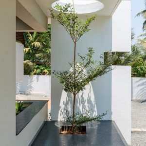 cây Bàng Đài Loan trồng trong nhà